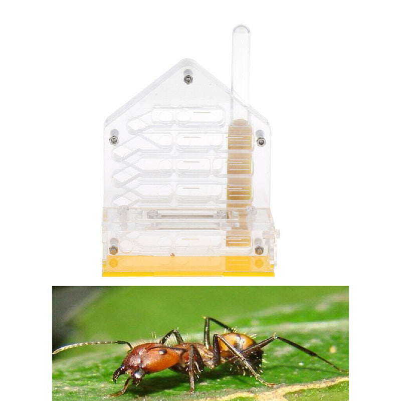 Ants Clear Acrylic Box Farm Formicarium Moistiurising & Ventilated