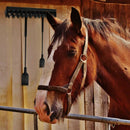Equestrian ABS Horse Whip Holder Rack Holder-Flat Wall Mounted Rack Bracket