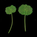 12pcs Pressed Dried Leaves Plant Specimen - DIY Art Craft Scrapbook Card DIY