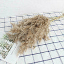 10 Pcs Natural Big Reed Grass Bunch Dried Flower Bouquet Wedding Decor 55cm Set