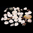 100g Fish Tank Beach Nautical DIY Mixed Sea Shells For Aquarium Craft Decor Intr