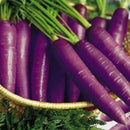 500pcs x pare purple carrot seeds organic vegetable fruit plant garden seeds SP