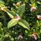 Solar Powered String Lights 30LED Honey Bee Shape for Garden Decoration CourC4V4