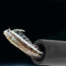 Aquarium Tank Tube Breeding Hiding Cave Shelter For Fish Shrimp Spawn Live Z7R8