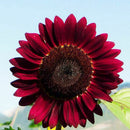 15x Samen Rot Sonnenblume Abendrot Abendsonnen HELIANTHUS ANNUUS-Red X9H4 R0A3