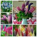 Beautiful Rainbow Frutti Lupine Flower Seeds Ornamental Flowers 99% Germinatisp