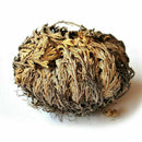 Rose of Jericho Dinosaur Plant Air Fern Spike Moss Live Resurrection House U6D4