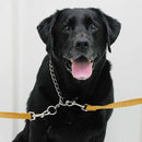 Pet Bathing Tether Straps, Pet Leash Dog Bath Beauty Fixed Rope Bathtub Suc