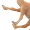 2Pcs Wild Animals Figures Camel Giraffe Playset Home Garden Ornaments Kids