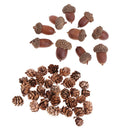 Mini Small Natural Dried Pine Cones Acorns Ornaments In Bulk Dried Flowers for