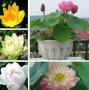 30 Pcs Mix Lotus Seeds Water Flower Viable Plants Fragrance Blooming Trendy LJ