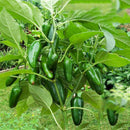 Hot 100 Jalapeno Chile Pepper Samen SuperNon G Heirloom Pflanzensamen L3N4