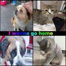 2Pcs/Set Anti-Lost Pet Dog Cat ID Name Address Label Tag Storage Barrel Tube