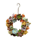 21cm Iron Frame Wire Wreath Succulent Pot Metal Planter Iron Plant Basket,