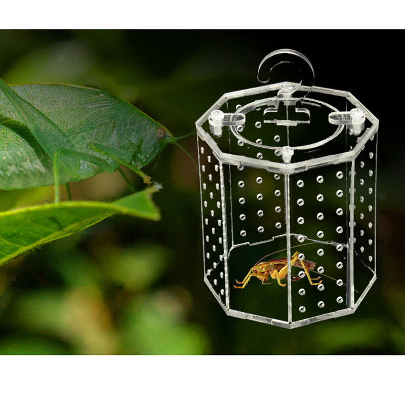 Insect Cage Storage Box Terrarium Rearing Grasshopper Outdoor Experiment