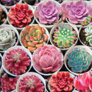 300pcs Mixed Succulent Seeds Lithops Living Stones Plants Cactus Home Beauty New