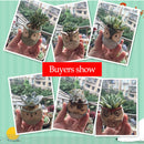 Mini Succulent Plant Pots, Small Ceramic Glazed Flower Desktop Table Planter