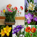 100pcs freesia bulbs perfume flower seeds home garden plant perennial LJ