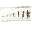 Science Education Specimens Biology Teaching Tool - Life Cycle of Locust