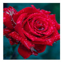 Drip Rose 5D Diamond DIY Painting Cross Stitc Kit Home Decor Craft 30X30cm