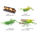 Simulation Nature Grasshopper Growth Pre-school Cognitive Toys Themed Party