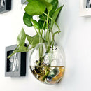 8 x Wall Mounted Transparent Glass Hydroponic Vase Terrarium Container - Ball -