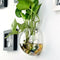 8 x Wall Mounted Transparent Glass Hydroponic Vase Terrarium Container - Ball -