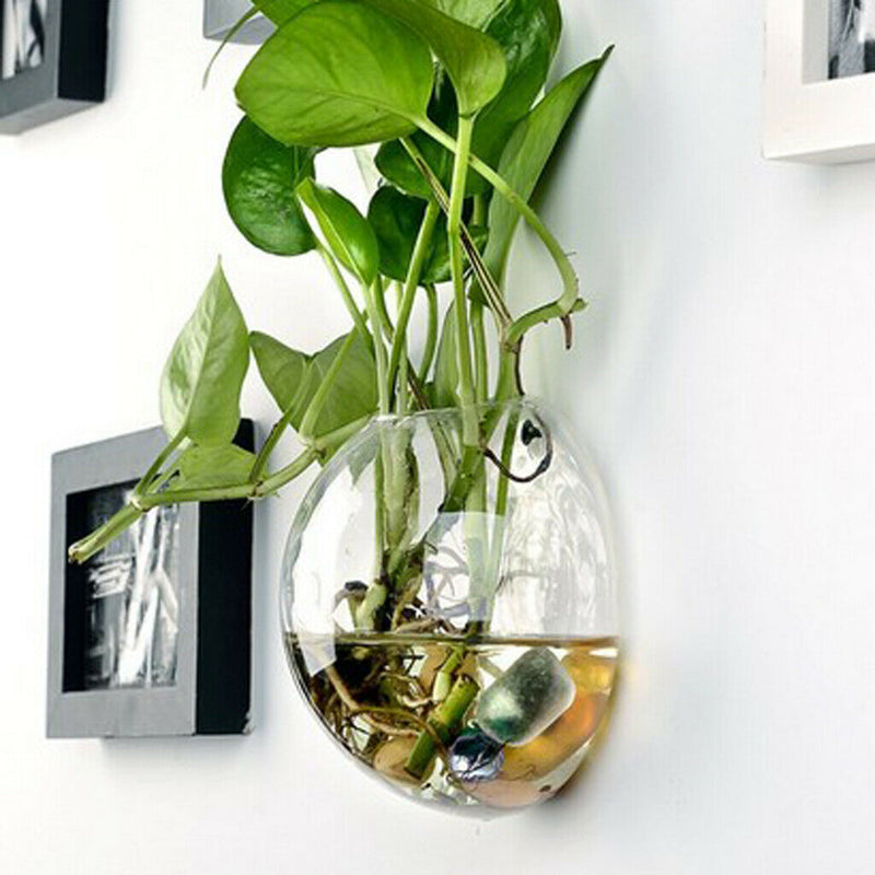 8 x Wall Mounted Transparent Glass Hydroponic Vase Terrarium Container - Ball -