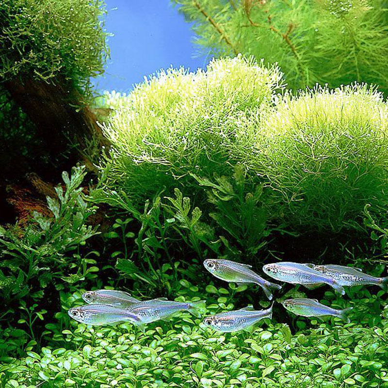 1000pcs Pet Fish Aquarium Grass Seed Mixed  Water Aquatic Plant Seeds Decor ss