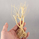 Terrarium Environments Small Aquarium Driftwood Snakes Landscaping Fish Tanks