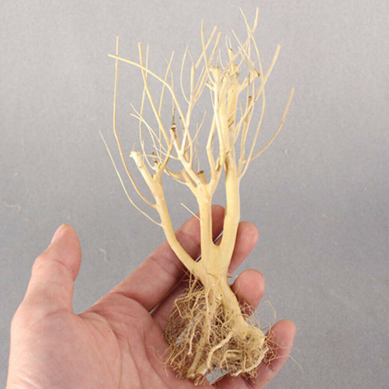 Terrarium Environments Small Aquarium Driftwood Snakes Landscaping Fish Tanks