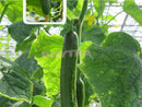 Unsalted Mighty Dutch Cucumber Seed Vegetable Seed Garden Home Natural Seed LJ