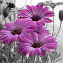 5D DIY Round Drill Diamond Daisy Flower Painting Cross Stitch Embroidery