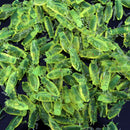 10 X Cricket Fishing Lures Grasshopper FCoft Lure Artificial FCoft FTES