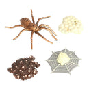 Life Cycle of a Spider 4 Part Animal Insects Bug Learning Educational Toys for