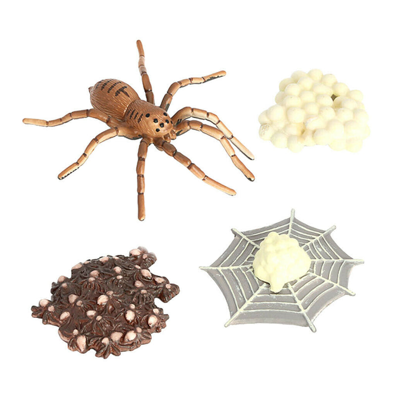 Life Cycle of a Spider 4 Part Animal Insects Bug Learning Educational Toys for