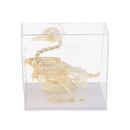 Real Pigeon Skeleton Specimens Biology Teaching Instruments Student Science