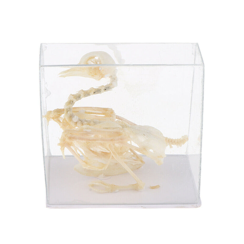 Real Pigeon Skeleton Specimens Biology Teaching Instruments Student Science