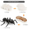Plastic Life Cycle of Frog Ant Playset Cognitive Biology Toys Themed Party