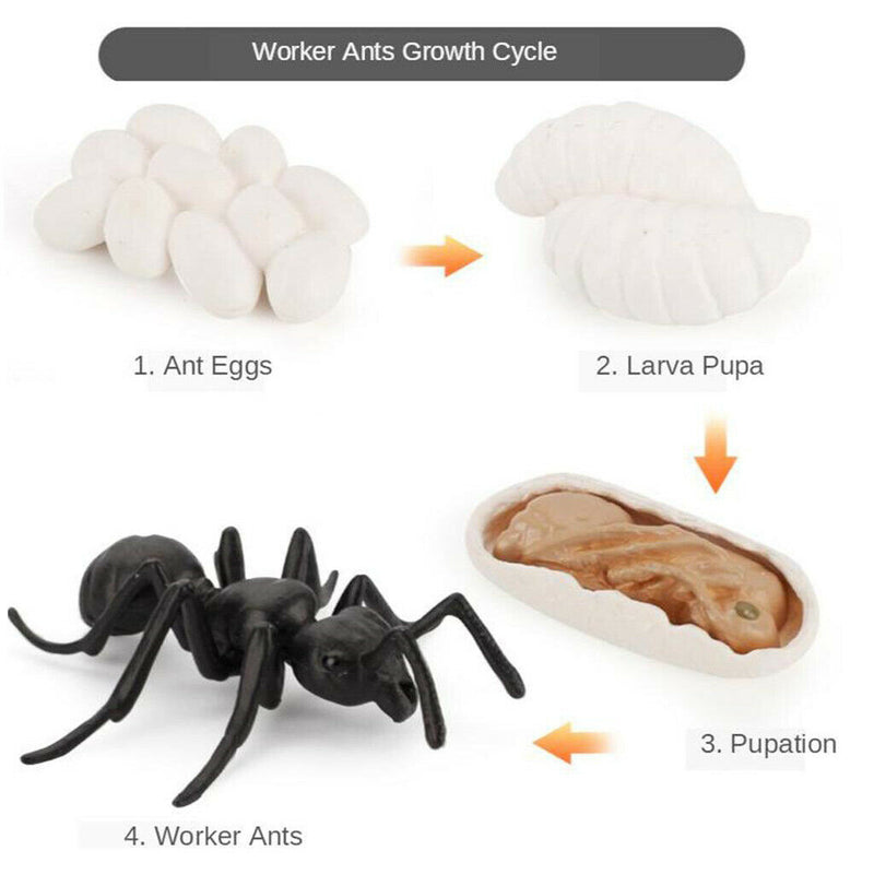 Plastic Life Cycle of Frog Ant Playset Cognitive Biology Toys Themed Party