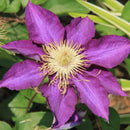 200pc Clematis Flower Plant Seeds Garden Yard Bonsai Decor Flower Seeds