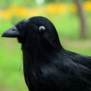 3x Simulated Crow Statue Lifelike Bird Raven Garden Decor Artificial Feather