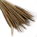 50pcs Natural Dried Thousand Grass Reed Flower Bunch Wedding Plant Decor _AU