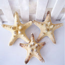 10PCS Natural Beach Starfish Sea Star Home Wedding Party Decoration DIY Craft