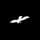 2X Stylish White Peace Dove Shirt Collar Buckle Bird Brooch Pin Xmas Gift L