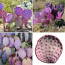 Hot 50 stk Red Cactus Pad Purple Santa Rita Opuntia New A1J2 Garden Home Ru I9B8