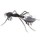 Solar Ant Toys Play Learn Educational Solar Novelty Toys For Children Gif@