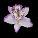 20x Light purple Artificial Silk Orchid Dendrobium Flower Head Wedding Decor