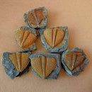 100%-Natural Trilobite Tail Fossil Ancient fossils teaching New Coll specim X8F2