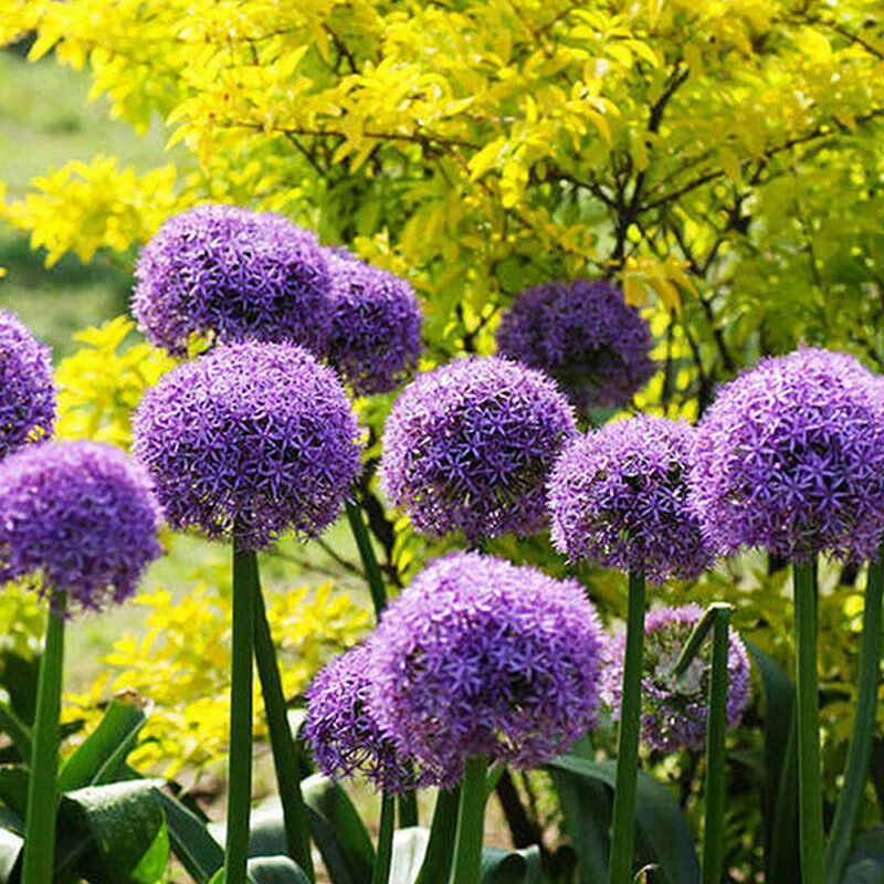 10pcs purple giant allium giganteum flower black seeds home garden plant decorLJ